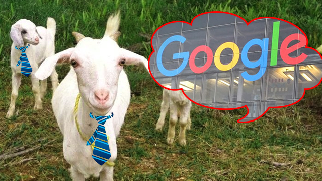 Google Goats
